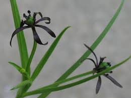 Image result for Iphigenia pauciflora
