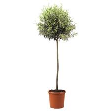 Am besten lässt sich die pflanze hell und relativ kühl bei temperaturen zwischen fünf und zehn grad celsius überwintern. Olea Europaea Pflanze Olivenbaum Stamm 33 Cm Ikea Schweiz