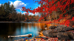 Image result for autumn leaves images