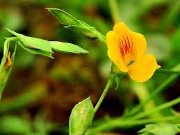 Image result for Zornia pratensis