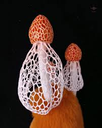 Image result for Otiophora