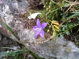 Image result for Lobelia chireensis