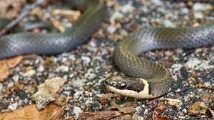 What Do Ringneck Snakes Eat Ooh