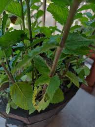 We did not find results for: What S Attacking My Mint Holes In Leaves And Discolored Gardening
