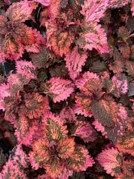 Image result for Coleus buchananii