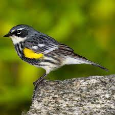 It may have the worst song of any north american bird, a hoarse, harsh scraping. This Bird Is Bound To Berry Smithsonian S National Zoo