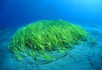 Image result for Zosteraceae