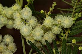 Image result for Acacia mearnsii