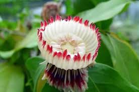 Image result for Napoleonaea gossweileri