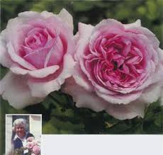 We did not find results for: Highly Recommended The Experts Favourite Roses South Africa