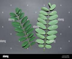 Image result for Robinia pseudo-acacia