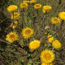 Image result for Helichrysum setosum