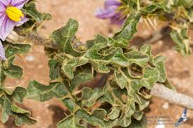 Image result for Solanum linneanum