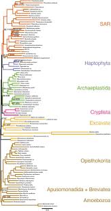 I'm tired of my job. Phylogenomic Insights Into The Origin Of Primary Plastids Biorxiv