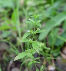 Image result for Pentadesma reyndersii