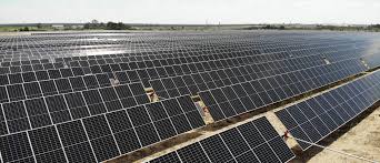 Image result for Solanecio sp.no.1