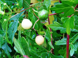 Image result for Ampelocissus multistriata