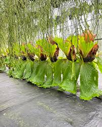 Image result for Platycerium elephantotis