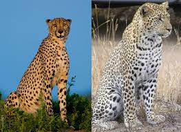 Cheetah Vs Leopard What S The Difference Cheetah Clouded Leopard Endangered Animals