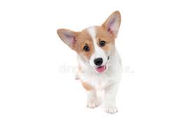 Check spelling or type a new query. 911 Corgi Standing White Photos Free Royalty Free Stock Photos From Dreamstime