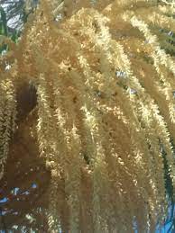 Whenever bees land in the flowers of the palm tree, pollen sticks to them and will continue to stick as they go around the area. My Palm Tree Brings The Bees To My Yard Gardening