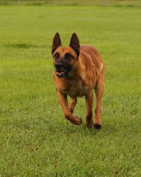 Nordenstamm Waldo Nordenstamm Hassan X Lilo V D Kraehenschmiede Sire Of Working Champions In The Norde Malinois Military Working Dogs Search And Rescue Dogs