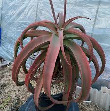 Image result for Aloe mossurilensis