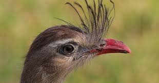 Bird Bouncing Golf Ball Fake Video A Bird Discovers Golf Balls Can Bounce Now It Cannot Stop Playing