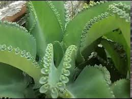 Os Brasileiros Chamam Esta Planta De Aranto Ela Faz Parte Da Familia Da Kalanchoe Daigremontiana E Tem Si Aranto Planta Plantas Medicinais Plantas Comestiveis