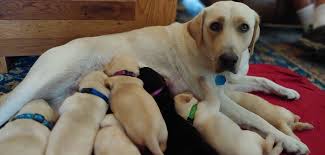 Molly is our little mommy. Puppies Lab Puppies Austin Lab Puppies For Sale In The Austin Tx Area