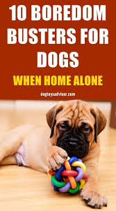 Is Your Dog Bored Here S A List Of At Home Boredom Busters For Dogs To Keep Them Busy Indoors Entertained And Out Of Trouble When Home Alone Toysforboreddog
