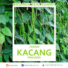Hanya dengan modal tidak terlalu banyak pun bisa. 8 Infografik Cara Organik Tanam Kacang Panjang Tepi Rumah Hijau Khidir