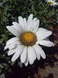 Oxeye Daisy Flower Photo Credit Jennifer Rash Place Mills River Nc What A Beautiful World Walgreens Photo Customized Photo Gifts