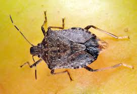 Both are true bugs, as opposed to beetles, and do damage to plants. Brown Marmorated Stink Bug Reported In Indiana For First Time