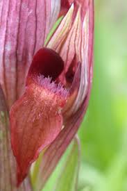 Image result for Isoglossa laxiflora