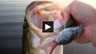 Mouse lures Bass Pro Shops