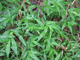 Image result for Oplismenus hirtellus