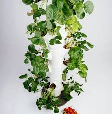 So almost exactly 27 years ago, i began my first day at. Gusta Garden Erdbeerturm Sissi Strawberry Classic Bloomling Deutschland