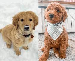 Willow, mini red f1 *goldendoodle puppies coming april 2021 (willow x finn) f1 goldendoodle means that she is a first generation hybrid dog, with purebred parents. F1 Vs F1b Goldendoodle What S The Difference We Love Doodles