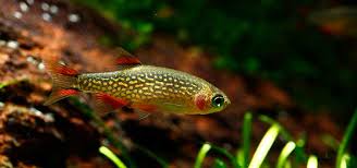 To get the water weight, multiply the volume by its density (in the same units). Best Freshwater Fish 10 Gallon Tank Tropical Fish Hobbyist Magazine