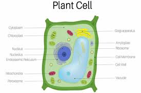 When a living plant cell loses water through osmosis there is shrinkage or contraction of the contents of the cell away from the cell wall. What Is A Plant Cell Concept Updated 2021 Types Parts And Functions