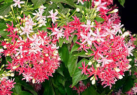 Image result for Combretum