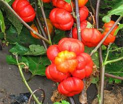 Image result for Solanum aethiopicum