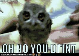 I Can Has Cheezburger Funny Animals Funny Animal Videos Funny Gif