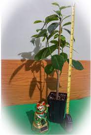 Soursop seedlings offered for sale annona muricata soursop guanabana tree for sale. Buy Soursop Guanabana Fruit Trees For Sale Pepesplants Com Tropical Fruit Trees For Sale Online At Pepe S Fruit Trees