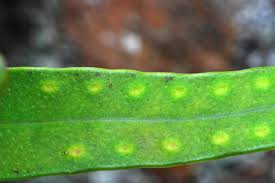 Image result for Lepisorus schraderi