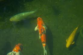 Koi pond filtration koi fish care info koifishinformation koi fish pond koi pond fish ponds. Our Koi And Ponds Page 11