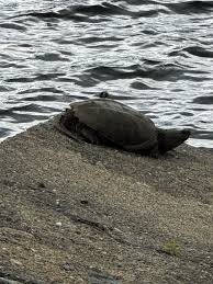 Image result for Lintonia