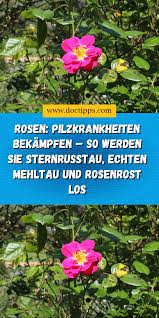 Rosen Pilzkrankheiten Bekampfen So Werden Sie Sternrusstau Echten Mehltau Und Rosenrost Los In 2020 Sternrusstau Mehltau Echter Mehltau