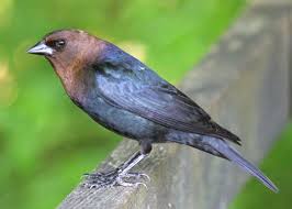 Bird With Light Brown Head And Black Body Brown Headed Cowbird List Of Birds Birds Animals